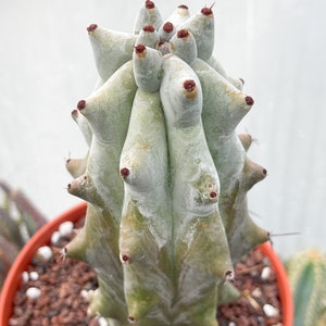 Stenocereus beneckei | Rare Cactus | Live Plant