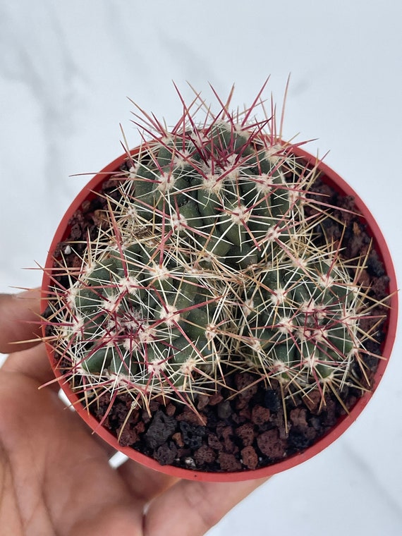 Ferocactus gracilis coloratus Red Barrel Cactus Rare - Etsy 日本