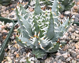 Aloe Erinacea | Live Aloe | Live Plant