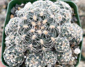 Gymnocalycium Bruchii Clusters | Live Succulent