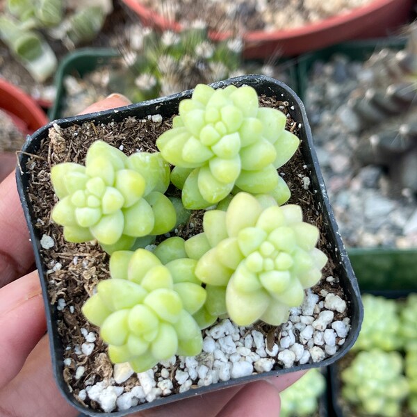 Donkey Tail | Sedum Morganianum | Live Plant