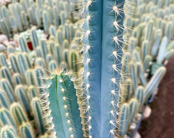 Blue Torch, Pilosocereus Azureus | Blue Cactus