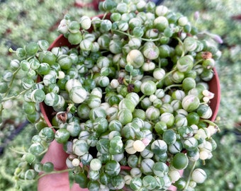 Variegated String of Pearls | String Plants