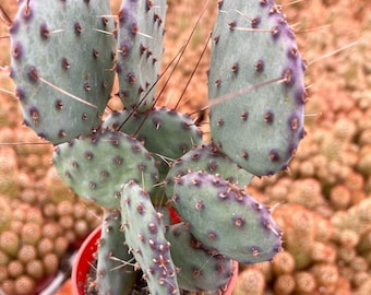 Opuntia “baby rita” | prickly pear cactus | Santa Rita Prickly Pear Cactus | Purple Cactus