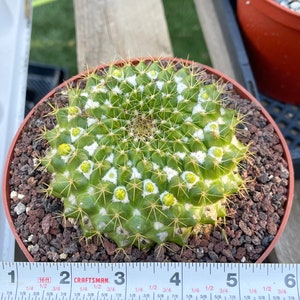 Mammillaria Marksiana / Cactus vivo 6”