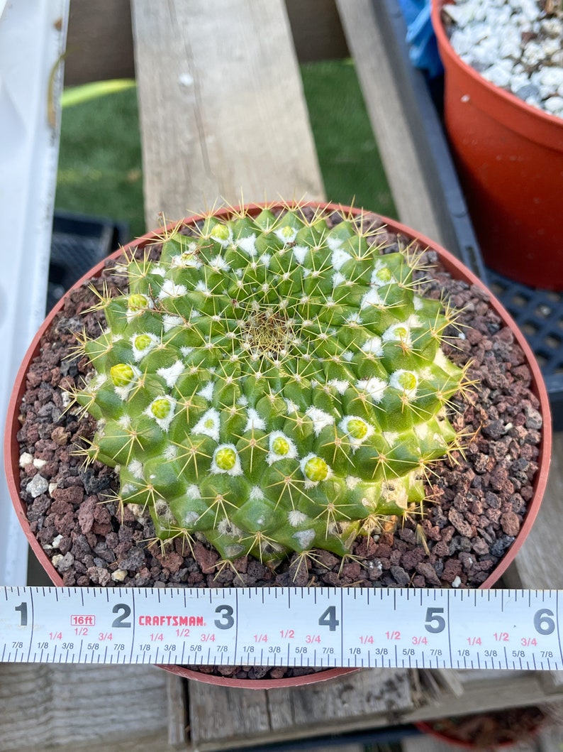 Mammillaria Marksiana / Cactus vivo 6”