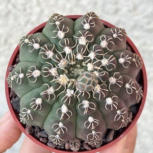 Dwarf Chin Cactus | Gymnocalycium Baldianum | Cacti Real Succulent Live Plant