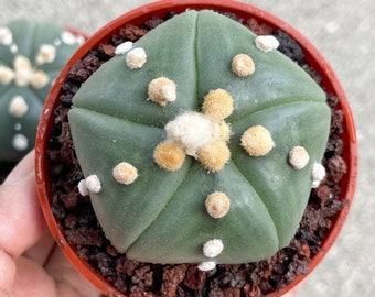 2” Imported Astrophytum Superkabuto| Live Plants | Live Cactus