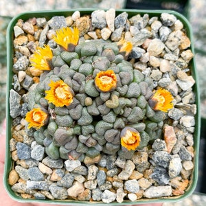 Aloinopsis schooneesii | Living Stone | Liveplants | Rare Plant