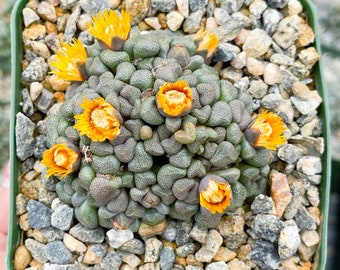 Aloinopsis schooneesii | Living Stone | Liveplants | Rare Plant