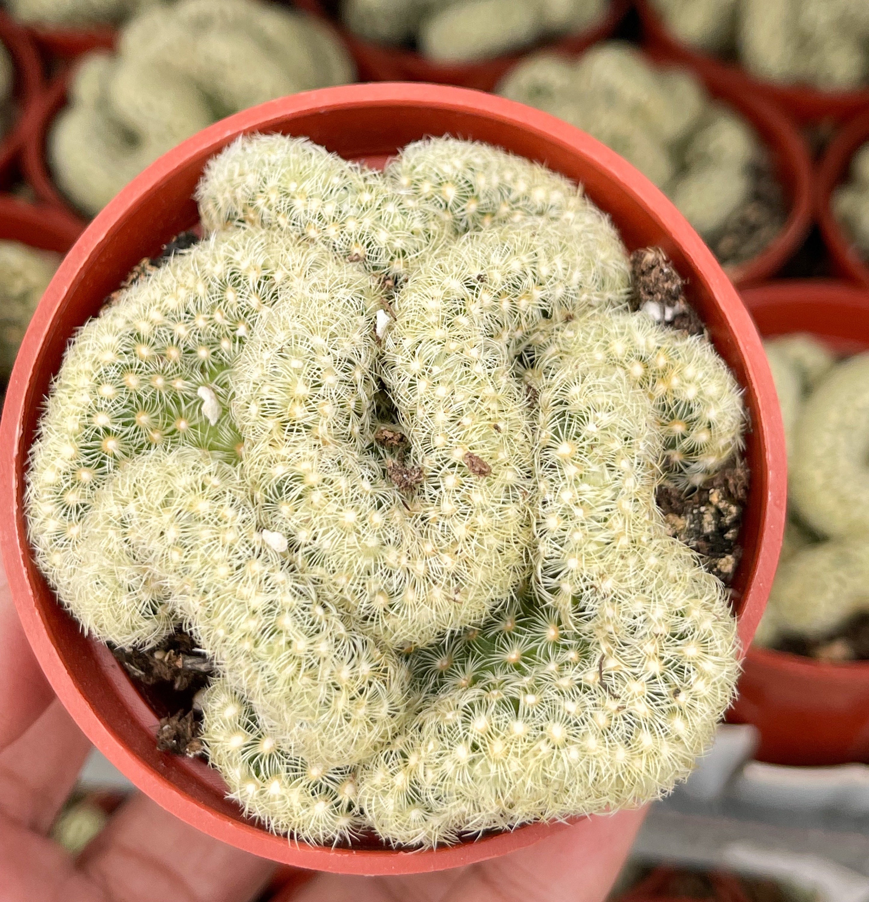 Small Brain Cactus | Mammillaria Cristata Brain Cactus | Created Succulent | Live Plant