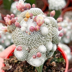 Blossfeldia liliputan cactus Rare Cactus Graft Cactus image 10