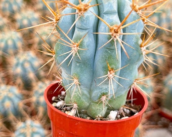 Browningia hertlingiana Blue Cactus | Live Cactus