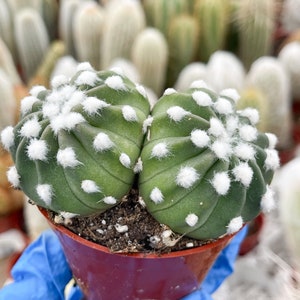 Domino Cactus with babies | Live Cactus