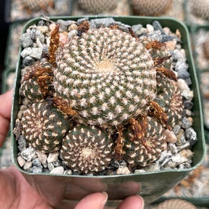 Sulcorebutia Arenacea | Live Cactus