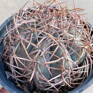 Echinocactus Horizonthalonius | Live Cactus | Rare Plant
