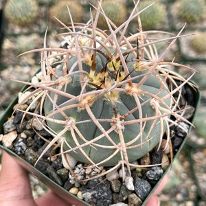 Gymnocalycium Cardenasianum Busy Spines Pink Flower Rare Cactus image 7