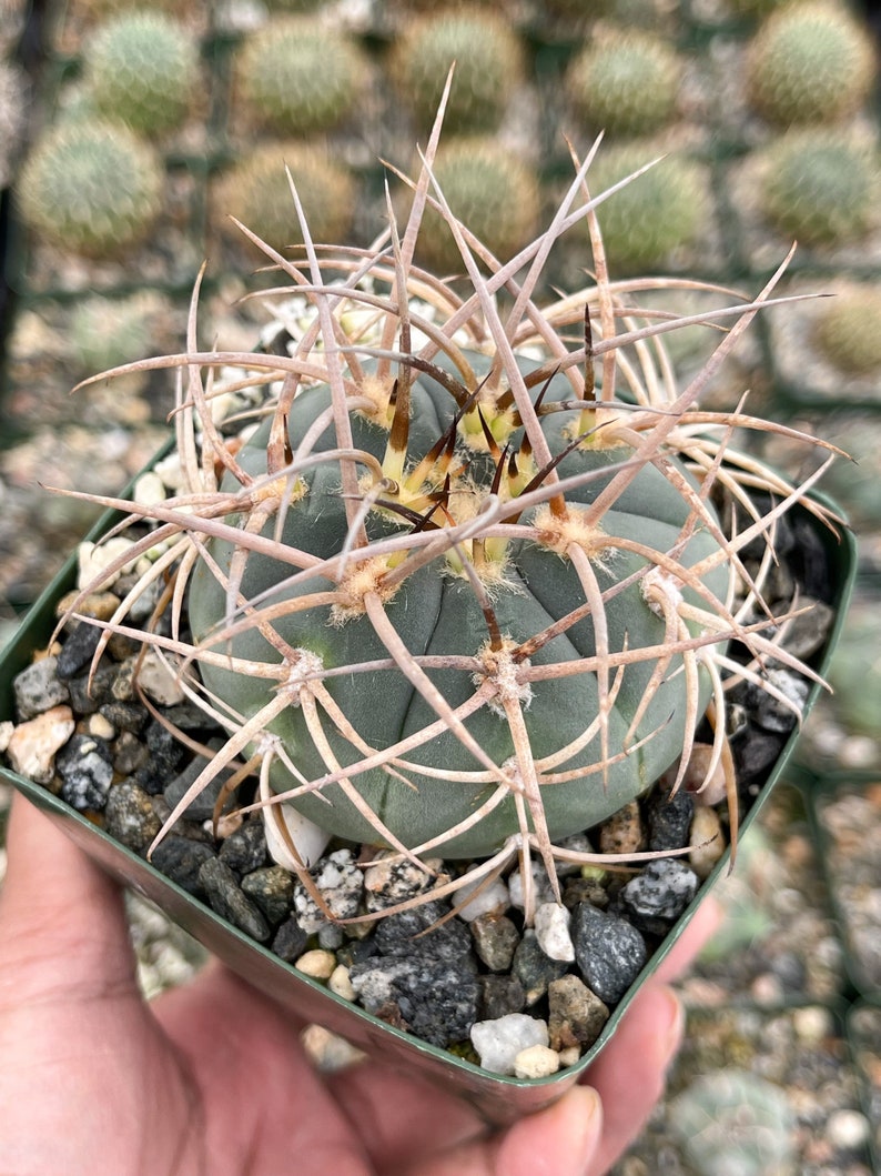 Gymnocalycium Cardenasianum Busy Spines Pink Flower Rare Cactus image 7