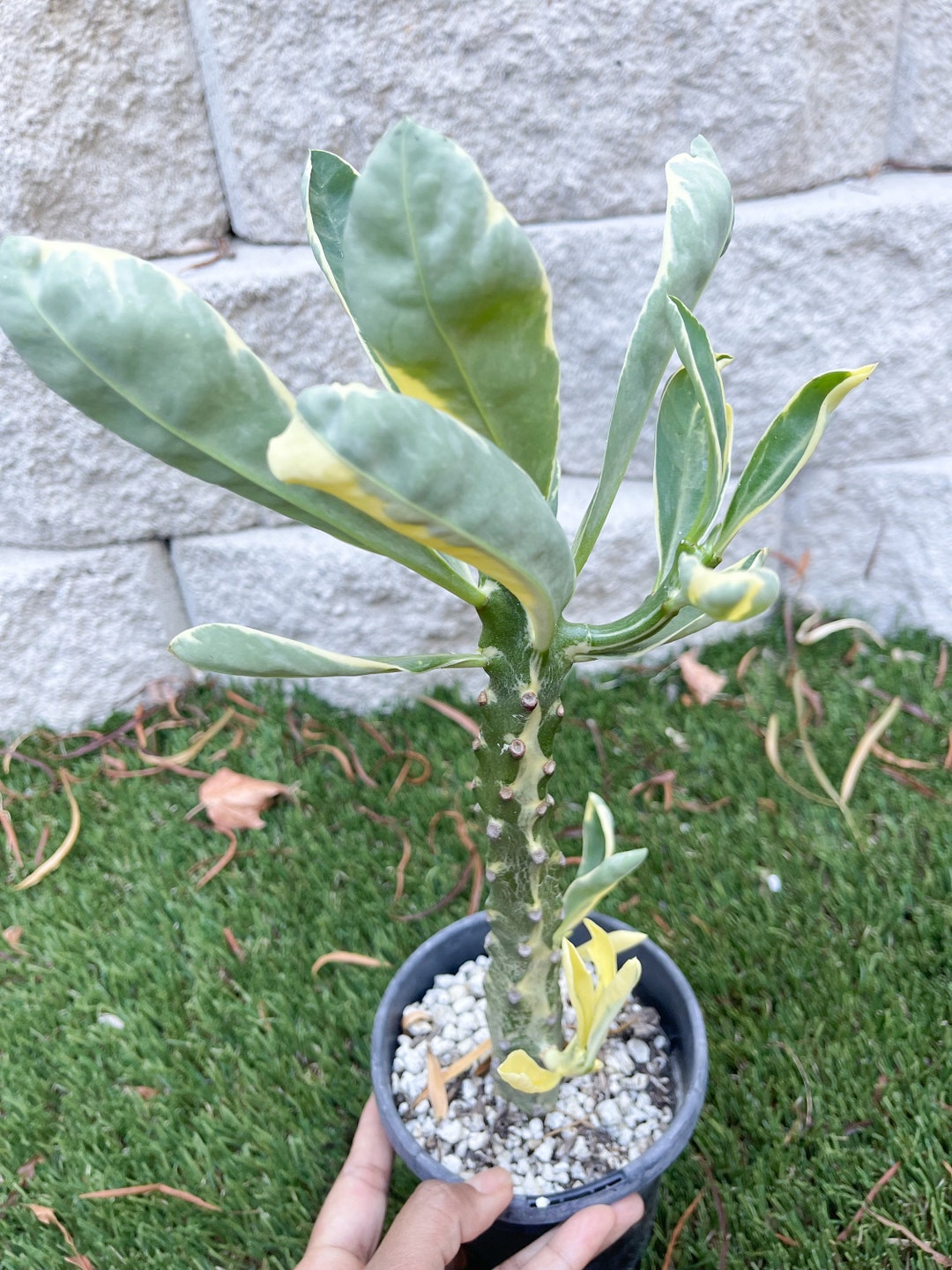 Variegated Euphorbia Neriifolia Live Succulent Rare Plant Etsy