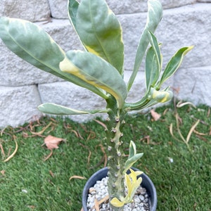 Variegated Euphorbia Neriifolia | Live Succulent | Rare Plant