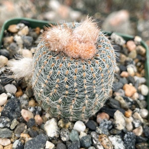 Frailea Gloriosa | Live Cactus | Live Plant