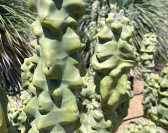 Totem Pole Cactus | Live Cactus | Live Plant | Rooted Cactus