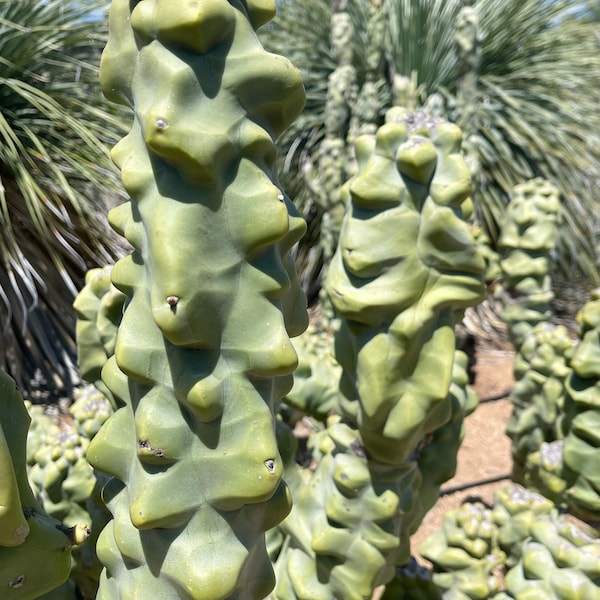 Totem Pole Cactus | Live Cactus | Live Plant | Rooted Cactus