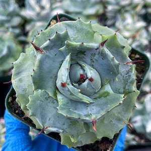 Agave Potatorum cv. ‘Shoji-Raijin’- Blu Roe Agave | Live Plant