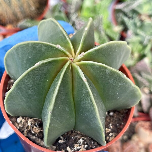 Astrophytum Nudum | Live Cactus | Live Plant