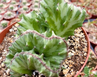 Variegated Crested Green Euphorbia Lactea | OWN ROOTS | Rare Plant