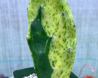 Opuntia Sunburst Variegated Cactus | Live Plant