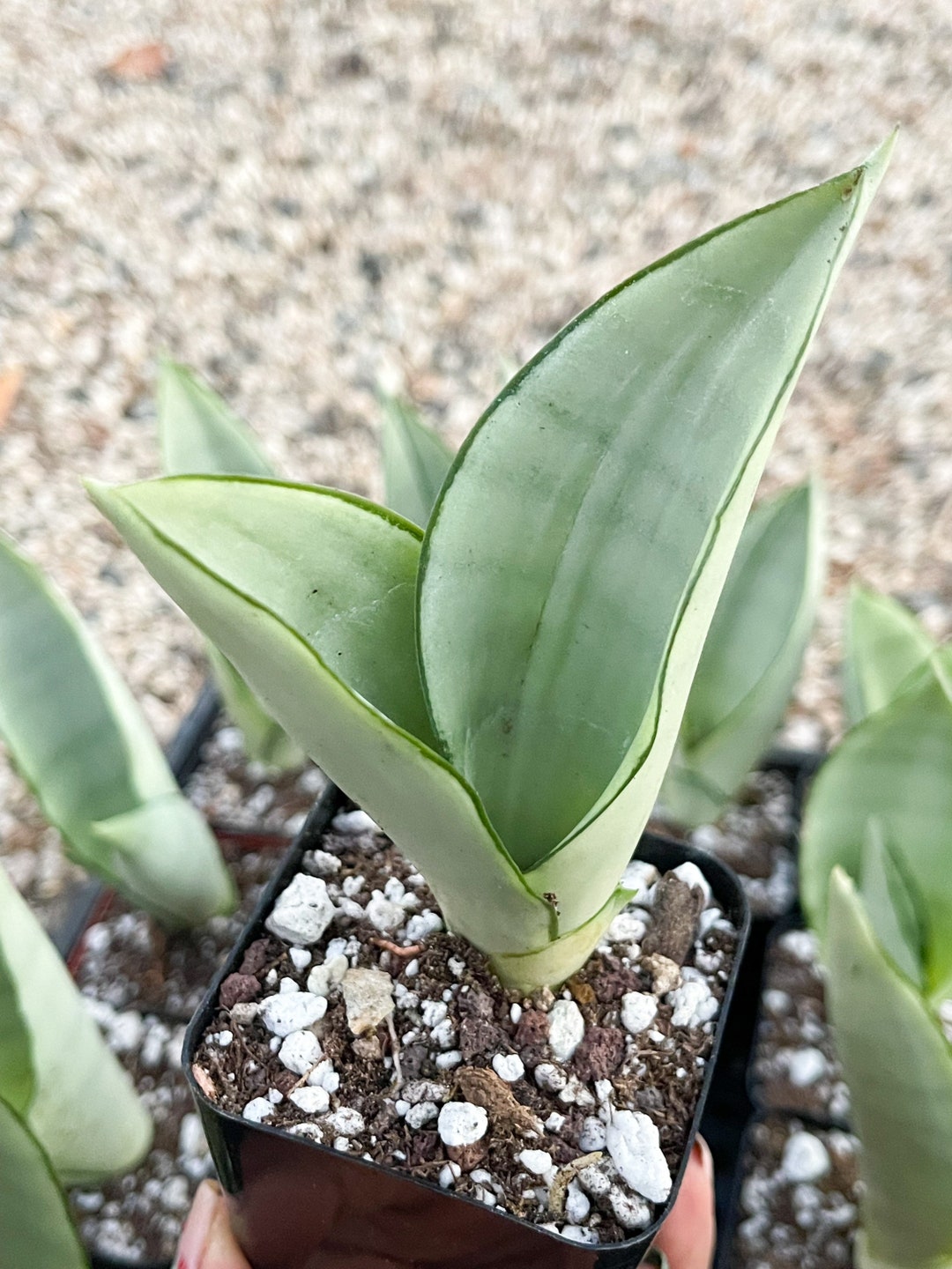 Sansevieria Moonshine Snake Plant