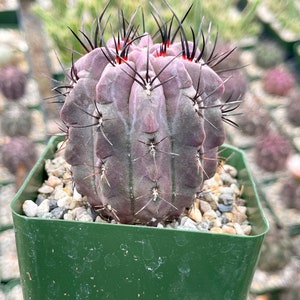 Neoporteria Jussieui | Purple Cactus | Live Cactus