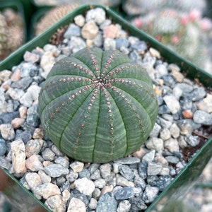 Euphorbia Obesa Baseball Cactus Live Cactus image 4