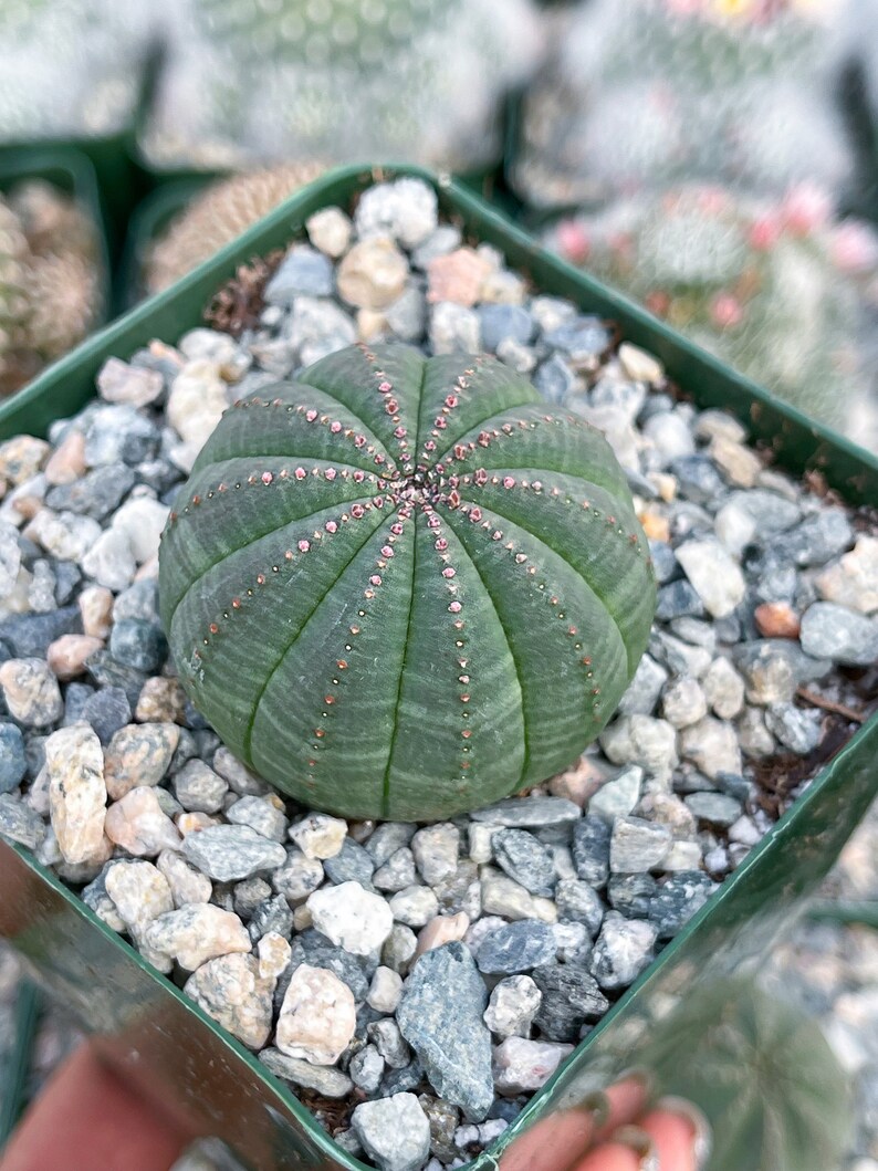 Euphorbia Obesa Baseball Cactus Live Cactus image 4