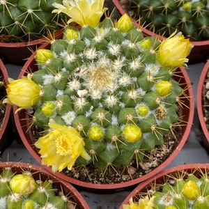 Mammillaria Marksiana / Cactus vivo imagen 6