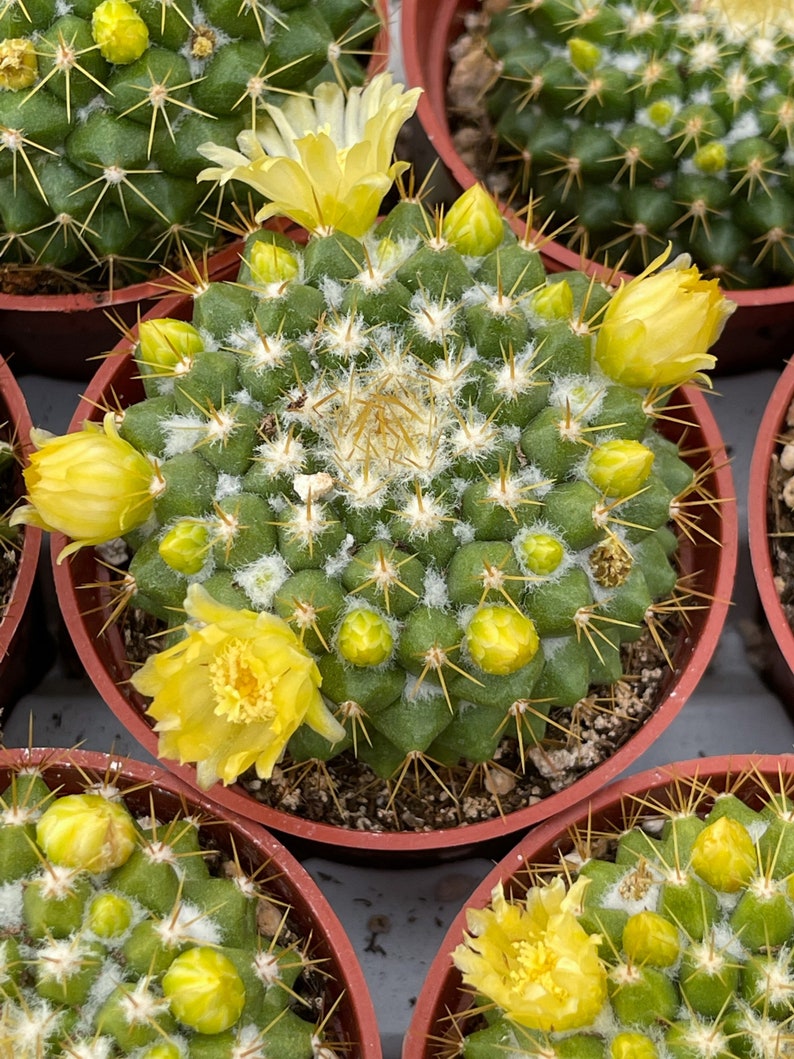 Mammillaria Marksiana / Cactus vivo imagen 6