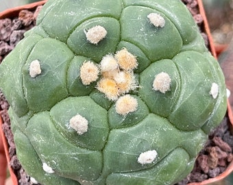 Imported Astrophytum cv. Kikko Turtles | live cactus