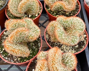 Lady Finger | Mammillaria elongata | Cactus Clusters | Live Cactus