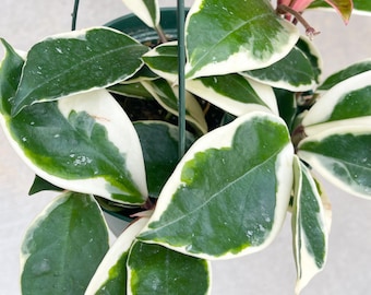 Hoya carnosa ‘Krimson Queen’ | Live variegated indoor house plant