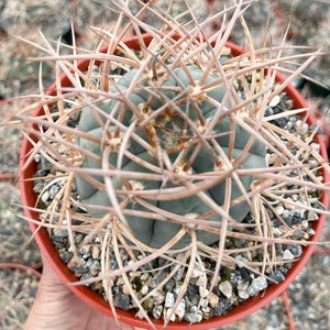 Gymnocalycium Cardenasianum Busy Spines Pink Flower Rare Cactus image 3