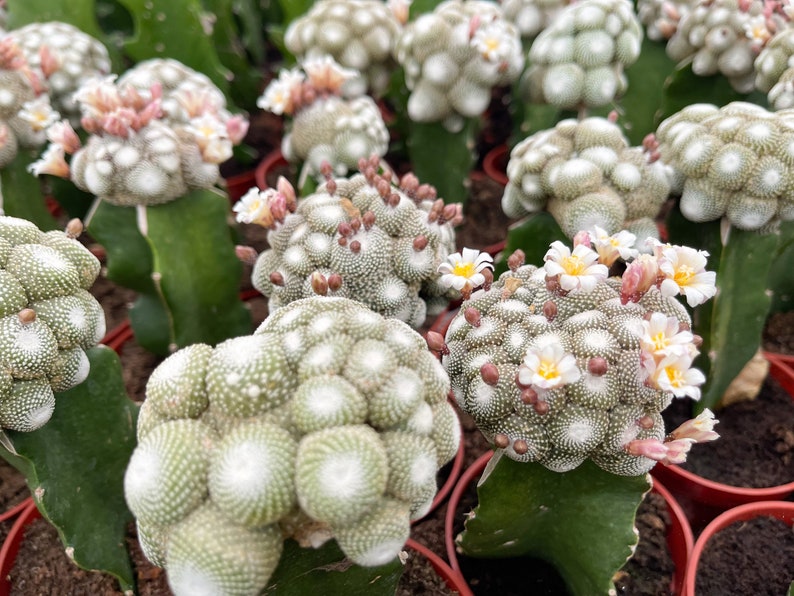 Blossfeldia liliputan cactus Rare Cactus Graft Cactus image 5