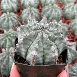 Euphobia Horrida | Rare Cactus | Live Plant