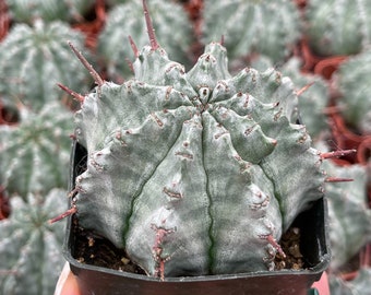 Euphobia Horrida | Rare Cactus | Live Plant