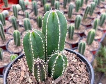 Mexican Fence Post | Pachycereus marginatus | Live Cactus