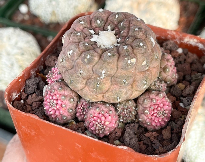 Copiapoa Clusters Rare Cactus Live Plant Rare Plant Etsy