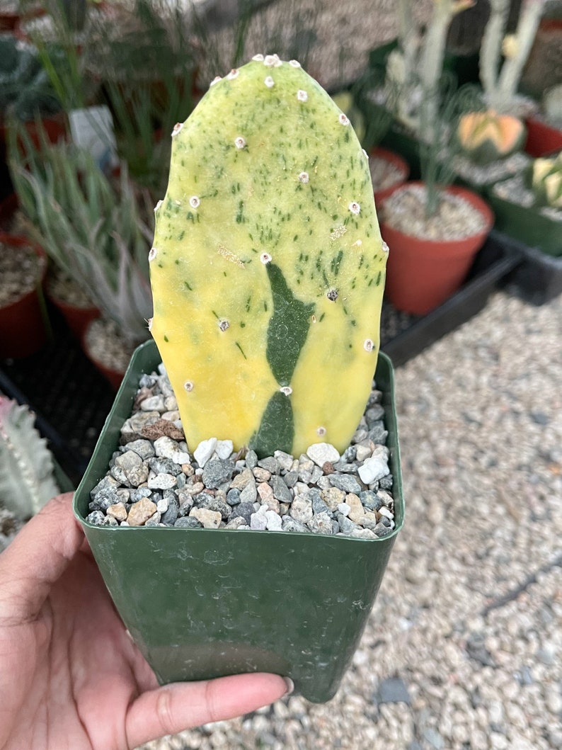 Opuntia Sunburst Variegated Cactus Live Plant Etsy