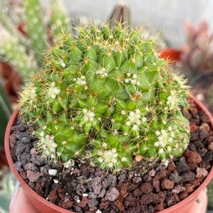 Mammillaria Marksiana / Cactus vivo imagen 8