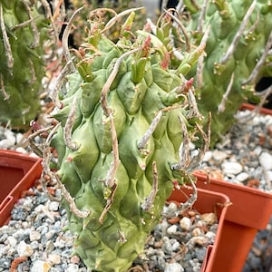 Euphorbia Schoenlandii | Rare Cactus | Live Plant