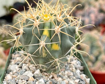 Ferocactus Chrysacanthus | Live Cactus | Live Plant